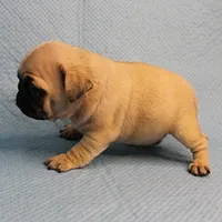 Mandy's Male Fawn Puppy 4, a male Pug for sale in Mount Olive, NC – Photo 10 of 10