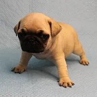 Mandy's Male Fawn Puppy 4, a male Pug for sale in Mount Olive, NC – Photo 6 of 10