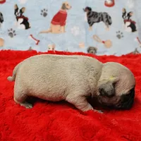 Mandy's Male Fawn Puppy 4, a male Pug for sale in Mount Olive, NC – Photo 10 of 10