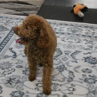 Penny's Red Male 4 - Maxx, a male Cockapoo for sale in Mount Olive, NC – Photo 5 of 10