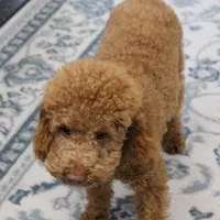 Penny's Red Male 4 - Maxx, a male Cockapoo for sale in Mount Olive, NC – Photo 7 of 10
