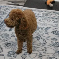 Penny's Red Male 4 - Maxx, a male Cockapoo for sale in Mount Olive, NC – Photo 6 of 10