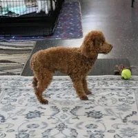 Penny's Red Male 4 - Maxx, a male Cockapoo for sale in Mount Olive, NC – Photo 9 of 10