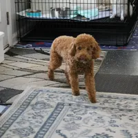 Penny's Red Male 4 - Maxx, a male Cockapoo for sale in Mount Olive, NC – Photo 8 of 10