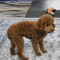 Penny's Red Male 4 - Maxx, a male Cockapoo for sale in Mount Olive, NC – Photo 1 of 10