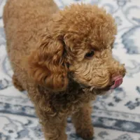 Penny's Red Male 4 - Maxx, a male Cockapoo for sale in Mount Olive, NC – Photo 3 of 10