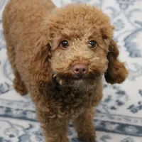 Penny's Red Male 4 - Maxx, a male Cockapoo for sale in Mount Olive, NC – Photo 2 of 10