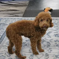 Penny's Red Male 4 - Maxx, a male Cockapoo for sale in Mount Olive, NC – Photo 10 of 10