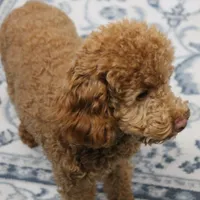 Penny's Red Male 4 - Maxx, a male Cockapoo for sale in Mount Olive, NC – Photo 4 of 10