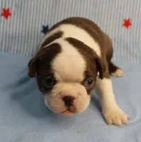 AKC Luna's Seal & White Male Puppy 2, a male Boston Terrier for sale in Mount Olive, NC – 4 of 10