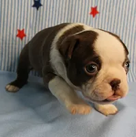 AKC Luna's Seal & White Male Puppy 2, a male Boston Terrier for sale in Mount Olive, NC – 3 of 10