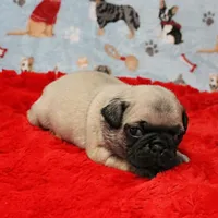 AKC Mandy's Male Fawn Puppy 3, a male Pug for sale in Mount Olive, NC – Photo 6 of 10
