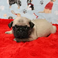 AKC Mandy's Male Fawn Puppy 3, a male Pug for sale in Mount Olive, NC – Photo 5 of 10