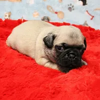 AKC Mandy's Male Fawn Puppy 3, a male Pug for sale in Mount Olive, NC – Photo 2 of 10
