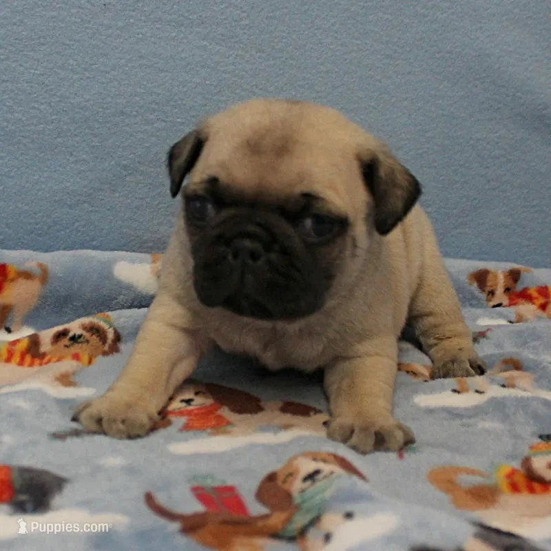 AKC Mandy's Male Fawn Puppy 3