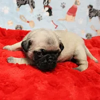 AKC Mandy's Male Fawn Puppy 3, a male Pug for sale in Mount Olive, NC – Photo 10 of 10