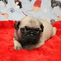 AKC Mandy's Male Fawn Puppy 3, a male Pug for sale in Mount Olive, NC – Photo 1 of 10