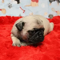 AKC Mandy's Male Fawn Puppy 3, a male Pug for sale in Mount Olive, NC – Photo 3 of 10