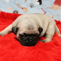 AKC Mandy's Male Fawn Puppy 3, a male Pug for sale in Mount Olive, NC – Photo 4 of 10