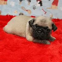 AKC Mandy's Male Fawn Puppy 3, a male Pug for sale in Mount Olive, NC – Photo 7 of 10