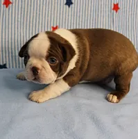 AKC Luna's Seal & White Male Puppy 2, a male Boston Terrier for sale in Mount Olive, NC – 5 of 10