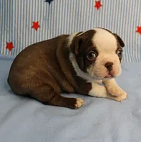 AKC Luna's Seal & White Male Puppy 2, a male Boston Terrier for sale in Mount Olive, NC – 10 of 10