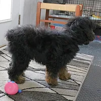 Twinkle's Black & Tan Male 3, a male Cockapoo for sale in Mount Olive, NC – Photo 8 of 10