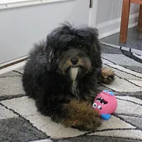 Twinkle's Black & Tan Male 3, a male Cockapoo for sale in Mount Olive, NC – Photo 6 of 10