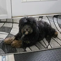 Twinkle's Black & Tan Male 3, a male Cockapoo for sale in Mount Olive, NC – Photo 10 of 10