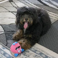 Twinkle's Black & Tan Male 3, a male Cockapoo for sale in Mount Olive, NC – Photo 3 of 10