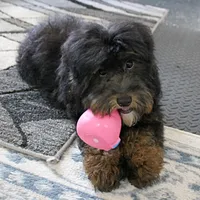 Twinkle's Black & Tan Male 3, a male Cockapoo for sale in Mount Olive, NC – Photo 7 of 10