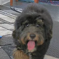 Twinkle's Black & Tan Male 3, a male Cockapoo for sale in Mount Olive, NC – Photo 2 of 10