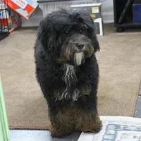 Twinkle's Black & Tan Male 3, a male Cockapoo for sale in Mount Olive, NC – Photo 9 of 10