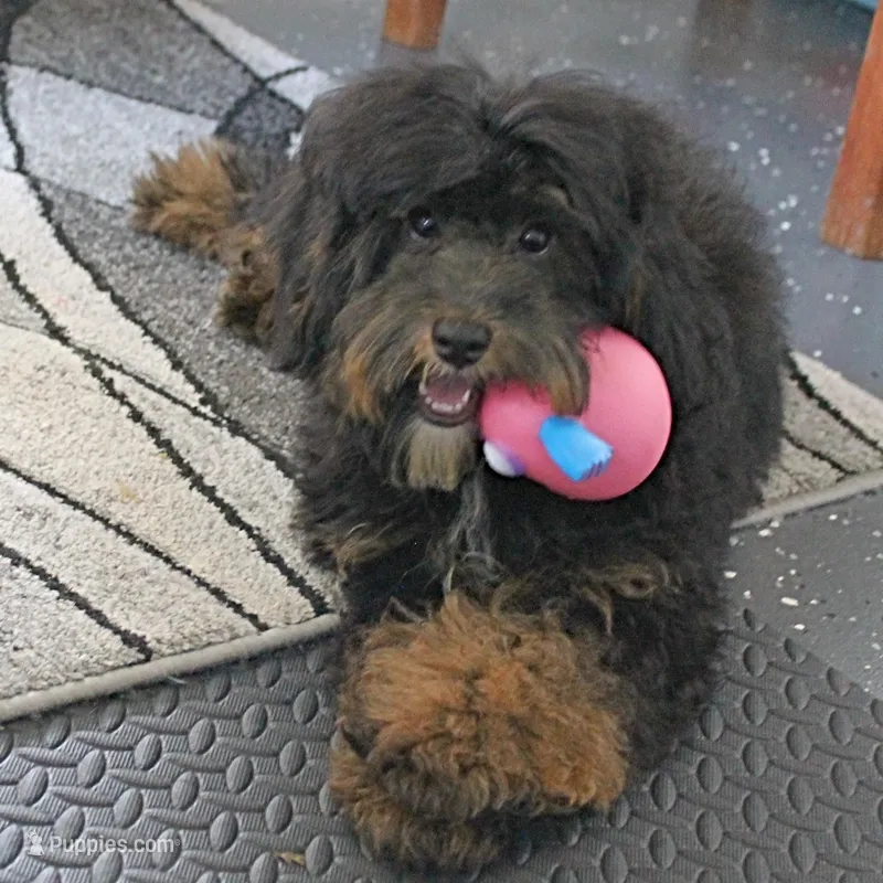 Twinkle's Black & Tan Male 3