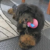 Twinkle's Black & Tan Male 3, a male Cockapoo for sale in Mount Olive, NC – Photo 1 of 10