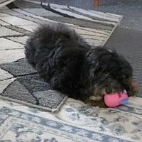 Twinkle's Black & Tan Male 3, a male Cockapoo for sale in Mount Olive, NC – Photo 5 of 10