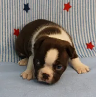 AKC Luna's Female Puppy 1, a female Boston Terrier for sale in Mount Olive, NC – 4 of 10