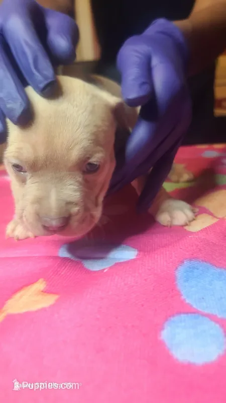 Ready now  – American Bully puppy for sale in Verona, PA