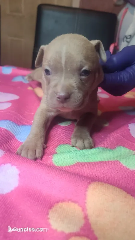Ready now! – American Bully puppy for sale in Verona, PA