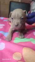 Ready now!, a female American Bully for sale in Verona, PA – 1 of 1
