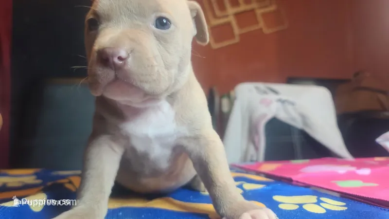 Ready now – American Bully puppy for sale in Verona, PA