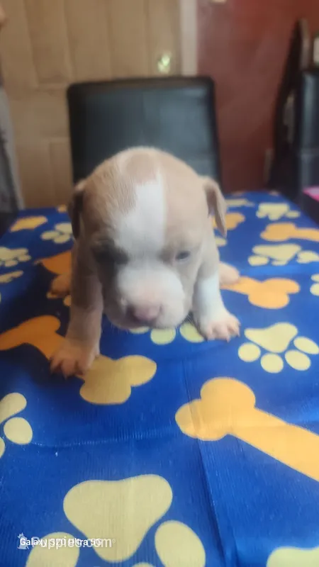 Ready now! – American Bully puppy for sale in Verona, PA