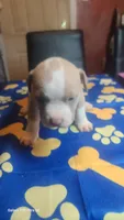 Ready now!, a male American Bully for sale in Verona, PA – 1 of 1
