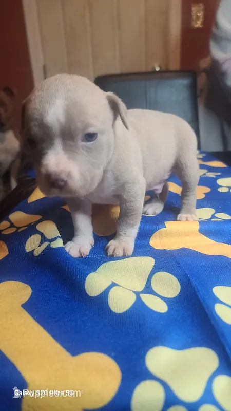 Ready now! – American Bully puppy for sale in Verona, PA