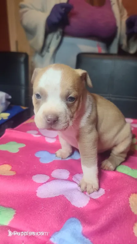 She is a twin ready now! – American Bully puppy for sale in Verona, PA