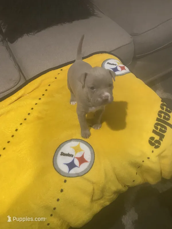 Blue – American Bully puppy for sale in Verona, PA