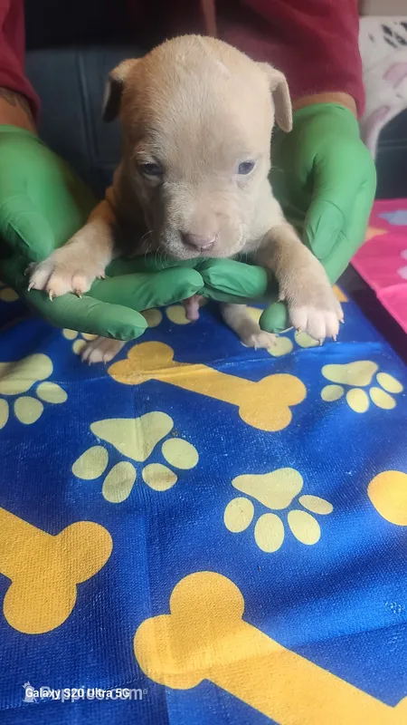 Ready now – American Bully puppy for sale in Verona, PA