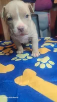 Ready now!, a male American Bully for sale in Verona, PA – 1 of 1