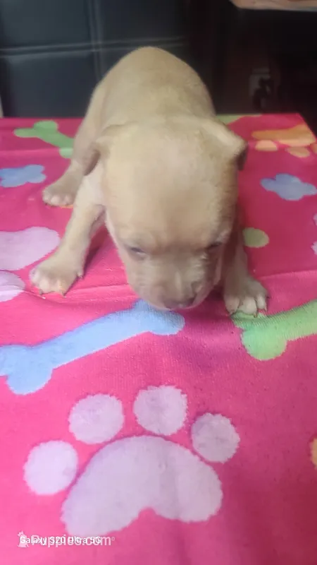 Ready now! – American Bully puppy for sale in Verona, PA