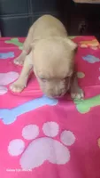 Ready now!, a female American Bully for sale in Verona, PA – 1 of 1